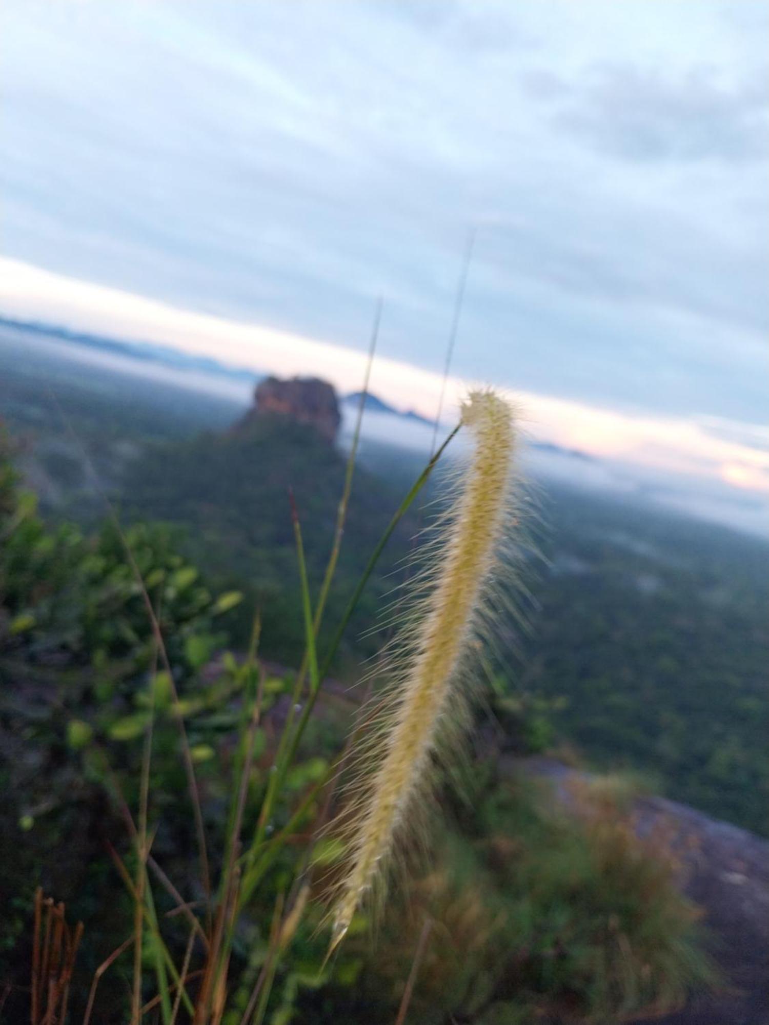 Near The Canal Homstay Sigiriya Exterior foto
